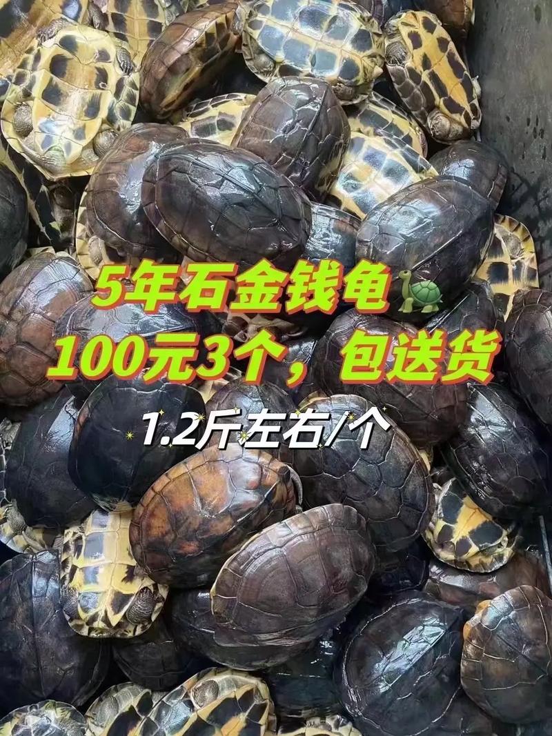 20414金钱龟价格为何这么高？-图1