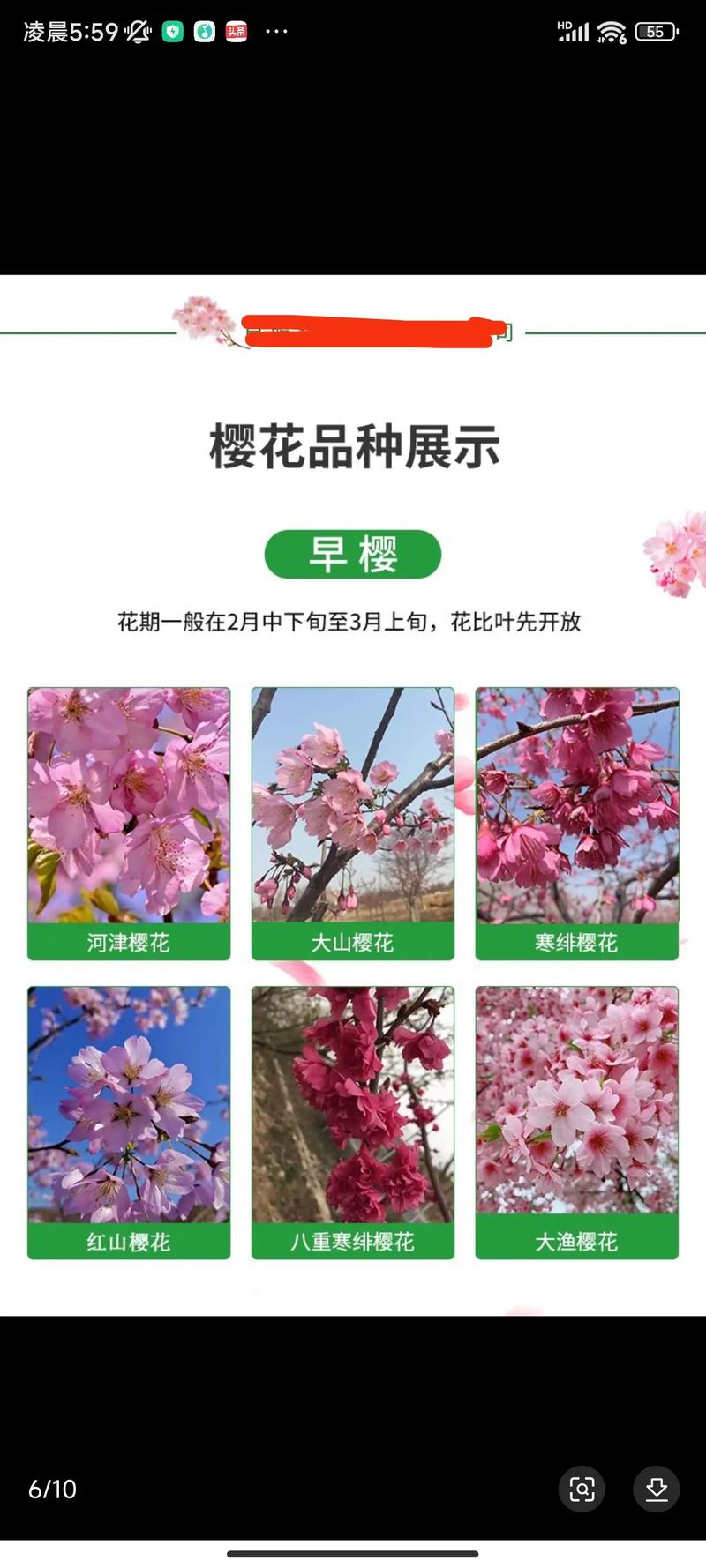 秋季如何辨别樱花品种？-图1