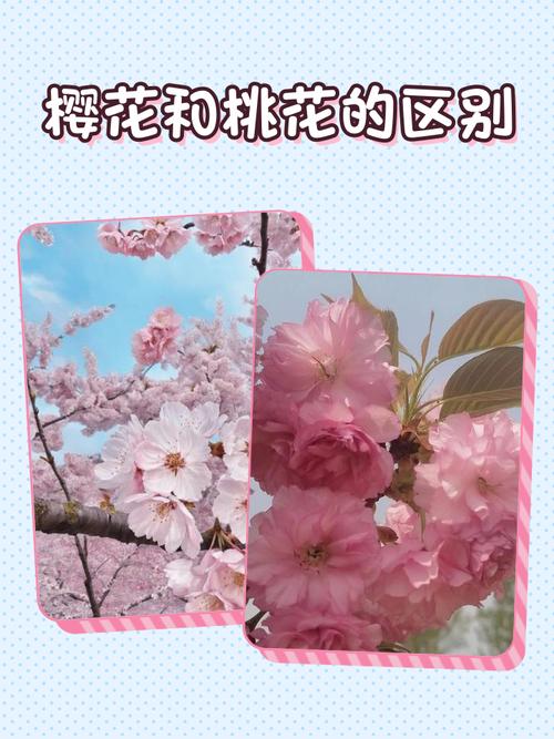 秋季如何辨别樱花品种？-图2