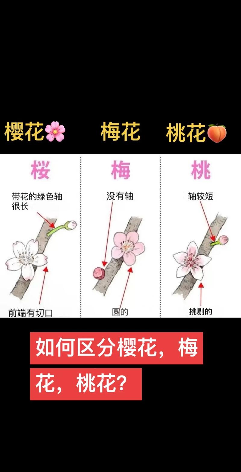 秋季如何辨别樱花品种？-图3
