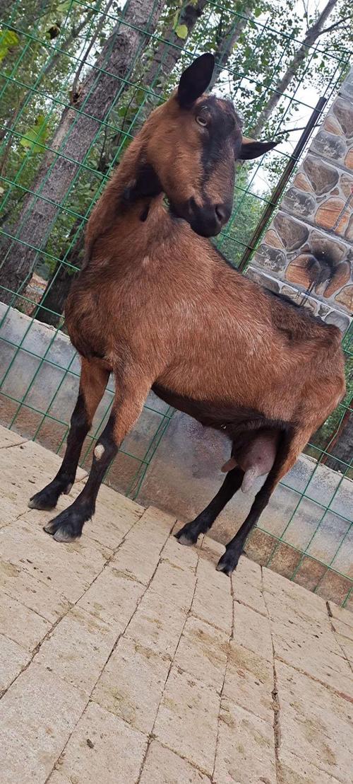 山东本地山羊品种图片-图3