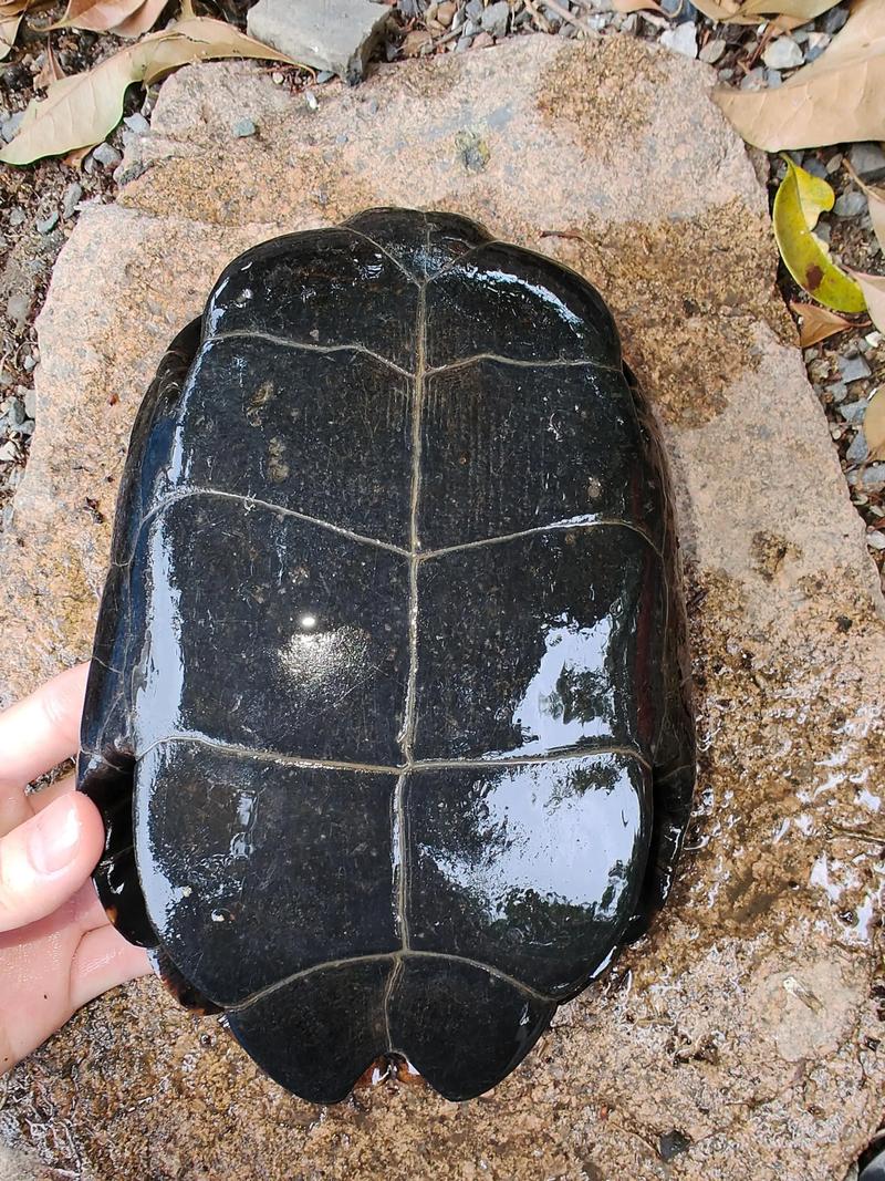 石龟苗2025年价格会涨还是跌？-图2