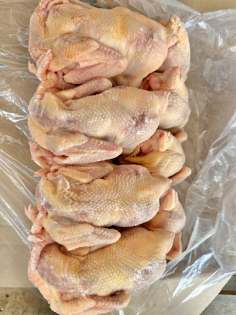 河南商丘淘汰蛋鸡价格现在多少钱一斤？-图3