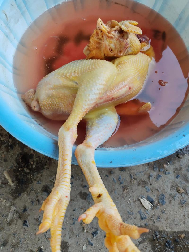 2025柴鸡价格会涨还是跌？-图2