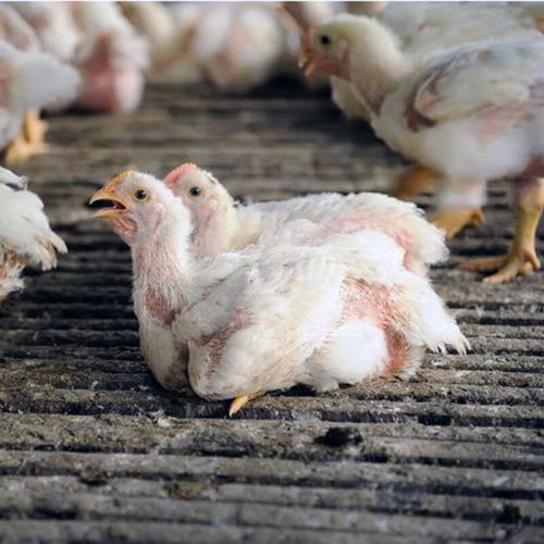 今日河南白羽肉鸡价格是涨还是跌？-图2