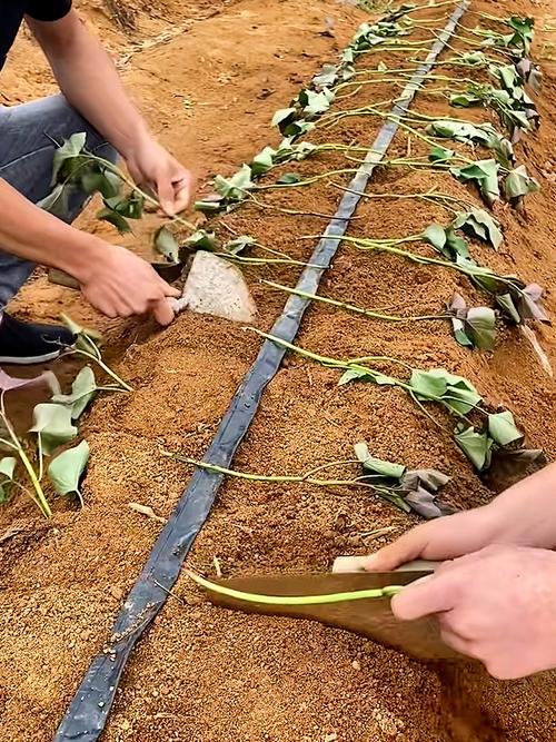 菜瓜露地种植技术视频-图1 菜瓜露地种植技术视频-图1