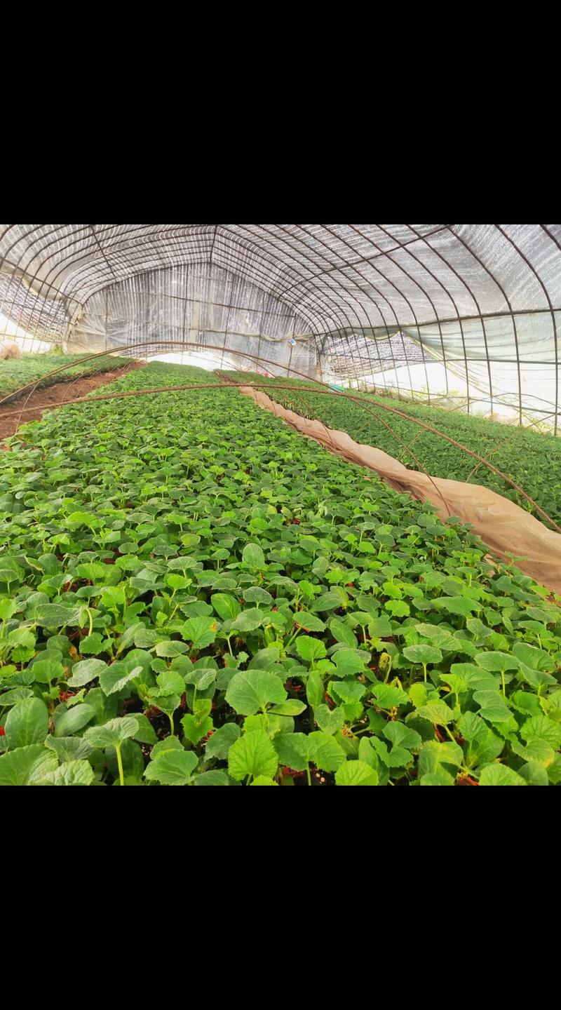 菜瓜露地种植技术视频-图2 菜瓜露地种植技术视频-图2