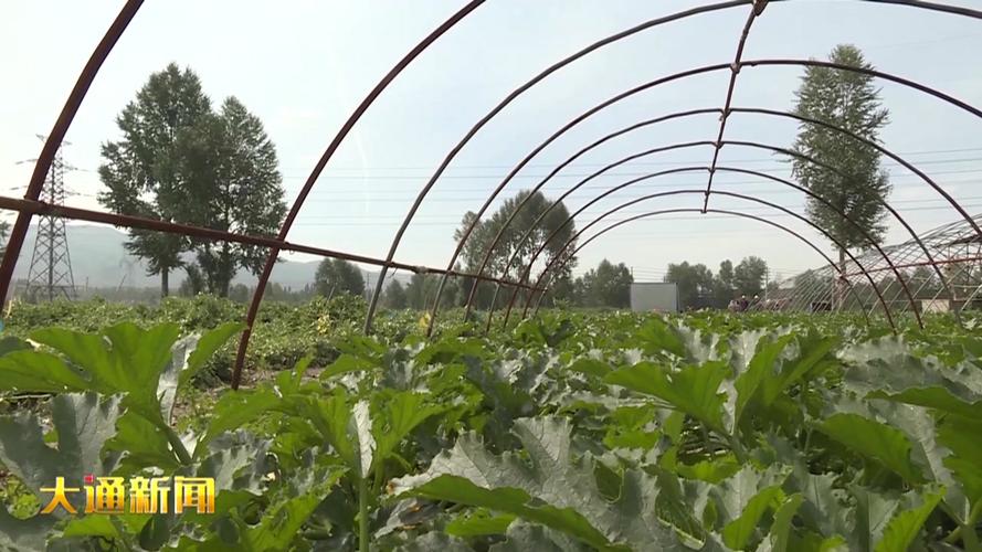 菜瓜露地种植技术视频-图3 菜瓜露地种植技术视频-图3