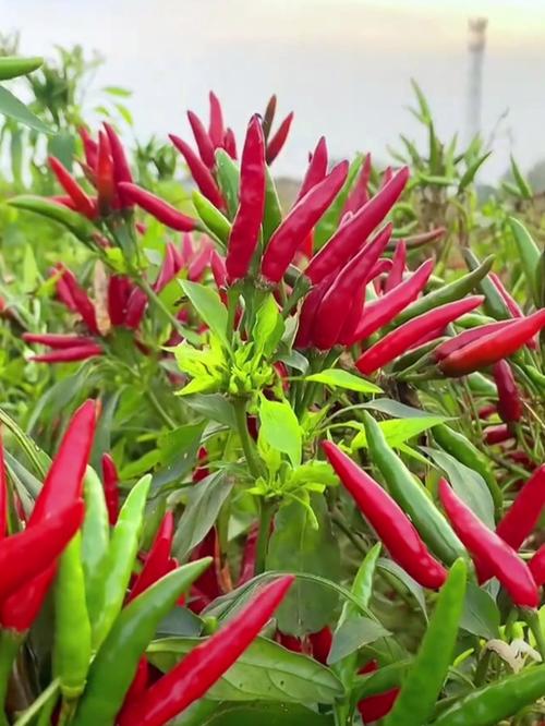 小米辣椒怎么种？技术图片看这里！-图1