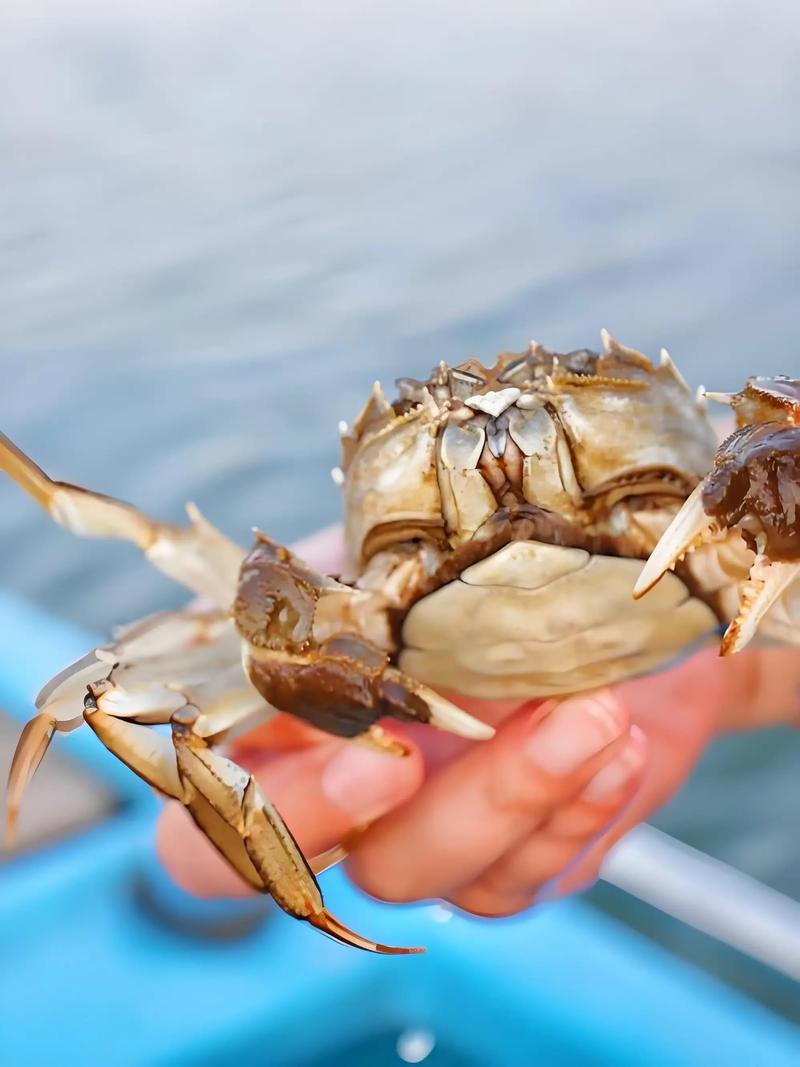 阳澄湖蟹养殖技术有哪些关键要点？-图1