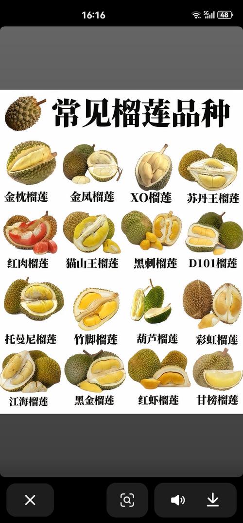 常见榴莲品种有哪些？-图2