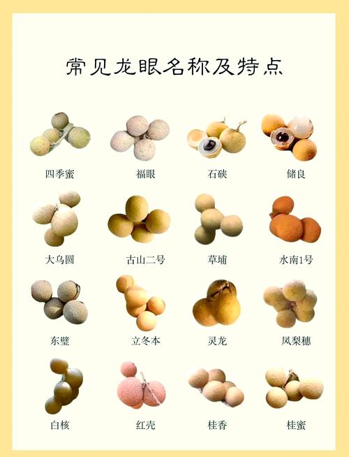 龙眼品种有哪些？图片欣赏带你认。-图1