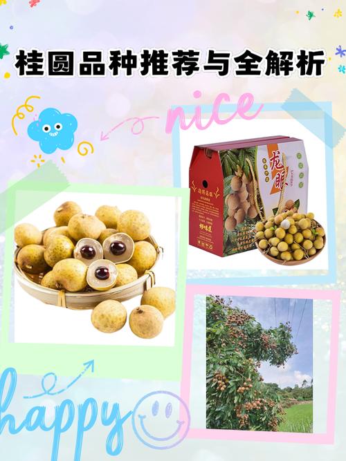龙眼品种有哪些？图片欣赏带你认。-图3