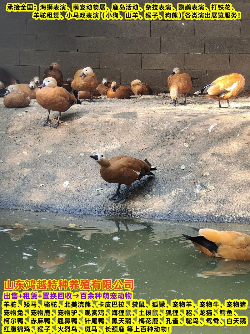 东北珍禽养殖有哪些热门品种？-图2