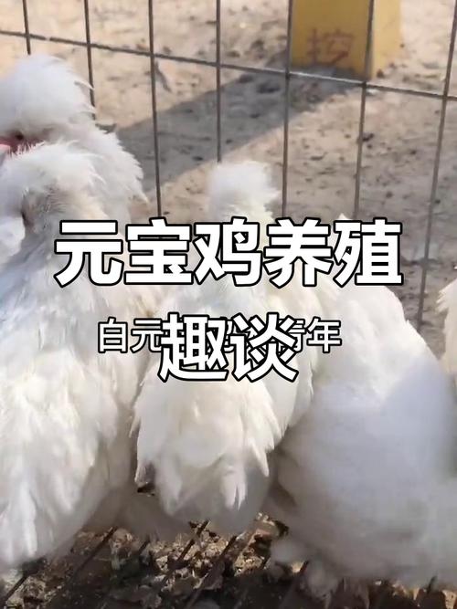 东北珍禽养殖有哪些热门品种？-图3