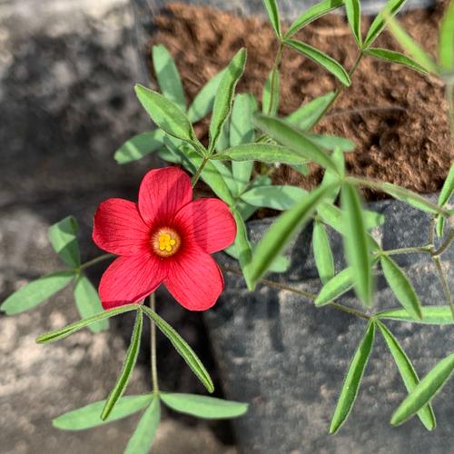 秋季种植酢浆草的品种-图1