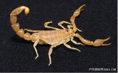 国内今年蝎子价格怎么样？-图1