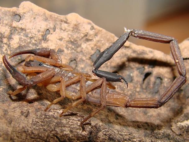 国内今年蝎子价格怎么样？-图2