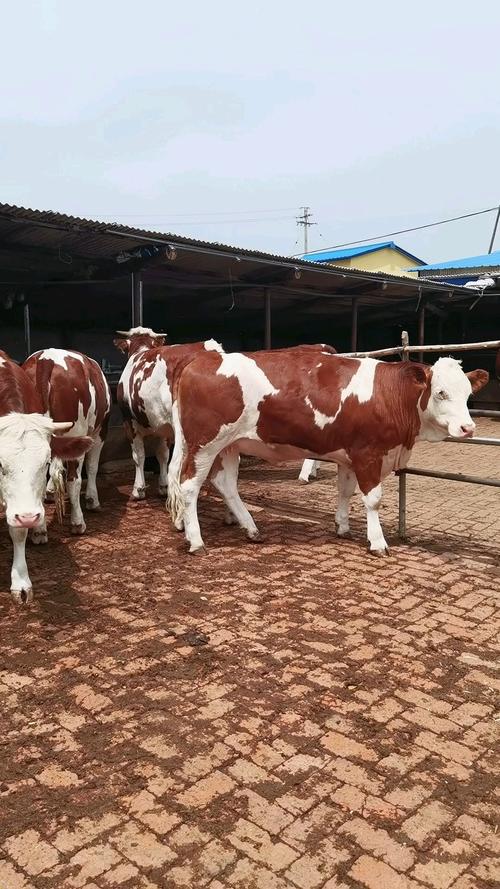 西门塔尔牛哪个品种最优质？-图1