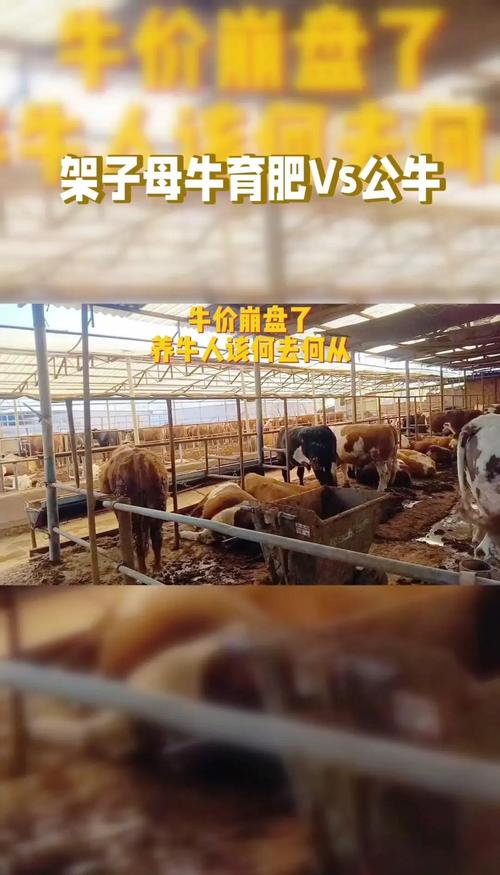 养牛技术200条,哪些是新手必学关键?-图2 养牛技术200条,哪些是新手必学关键?-图2