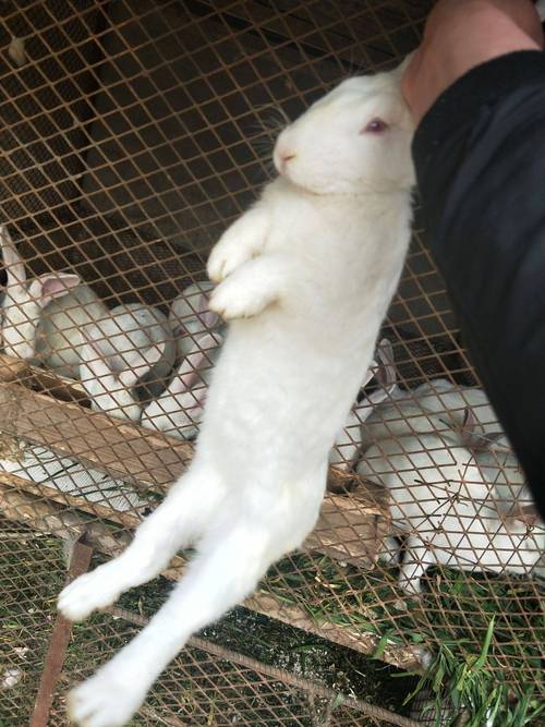 獭兔配种视频怎么配才科学高效？-图2