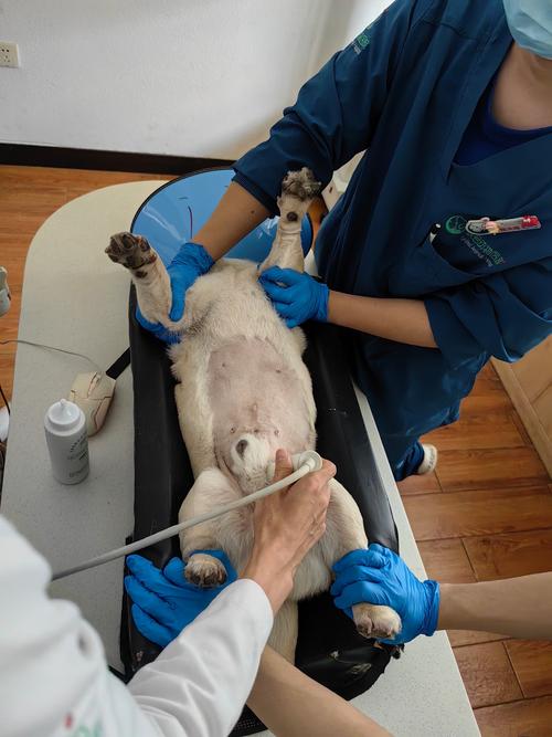 獭兔配种视频怎么配才科学高效？-图3