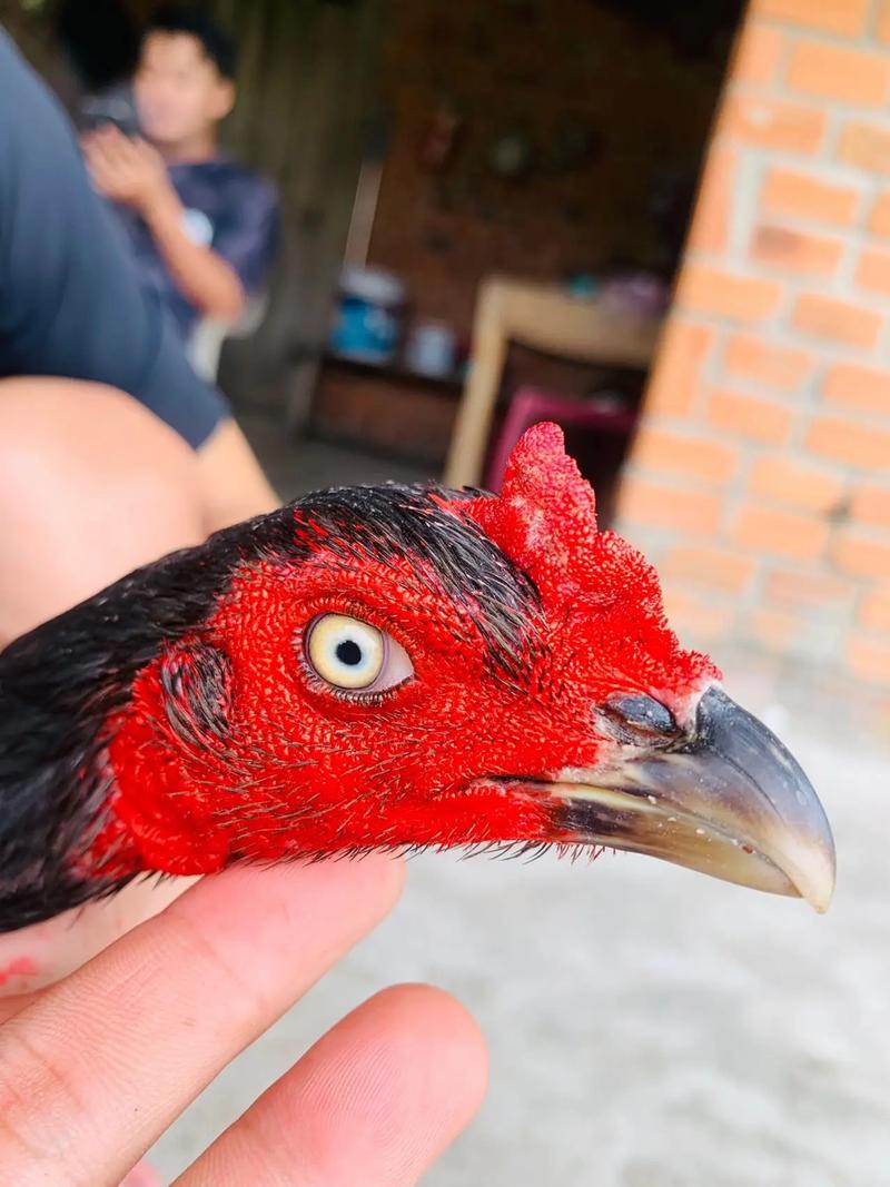 斗鸡母鸡什么品种最好-图2