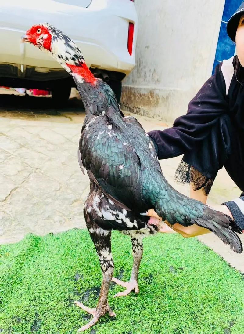 斗鸡母鸡什么品种最好-图3