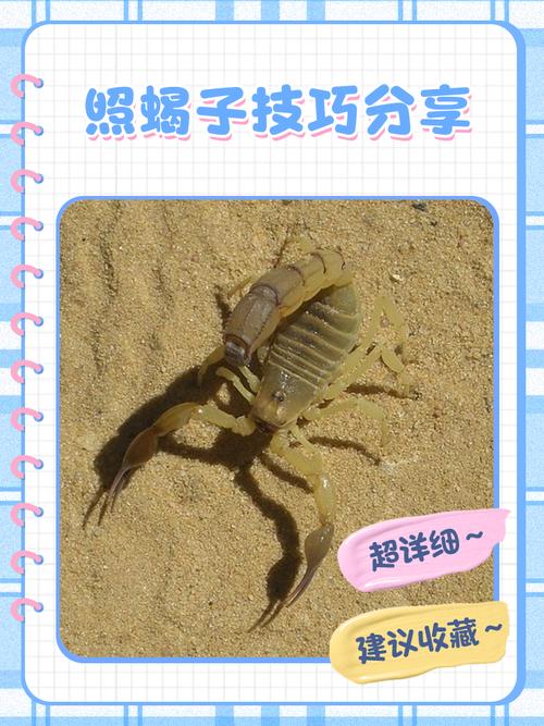 河北蝎子具体品种是什么？-图3