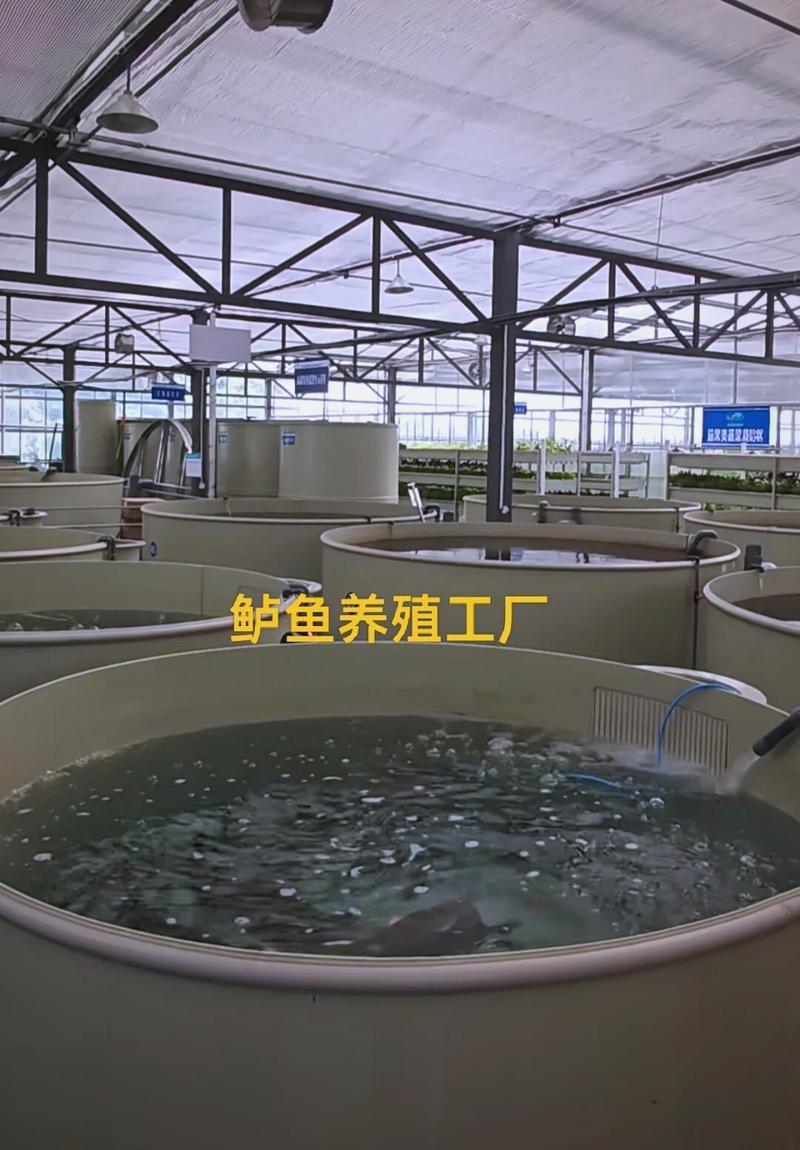 鲈鱼养殖技术要点有哪些？-图1