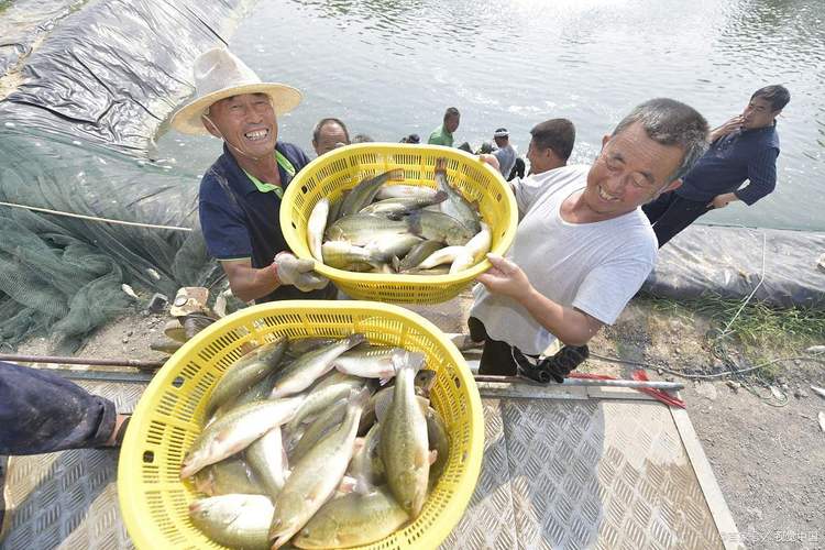 鲈鱼养殖技术要点有哪些？-图2