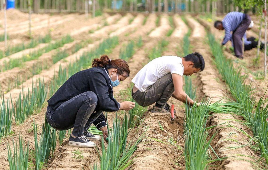 日本大葱种植技术有哪些关键点？-图1