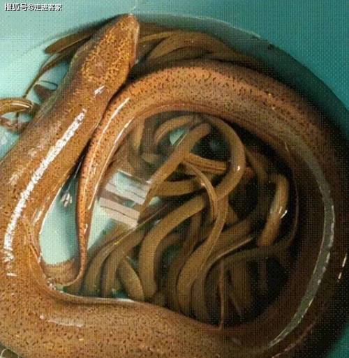 湖南野生黄鳝价格多少钱一斤？-图1