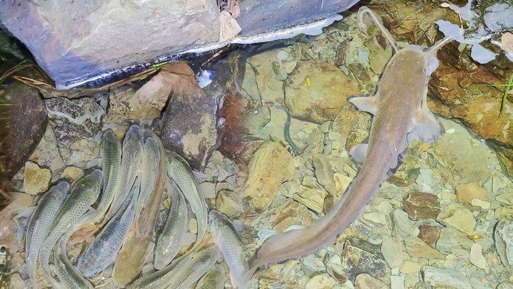 湖南野生黄鳝价格多少钱一斤？-图3