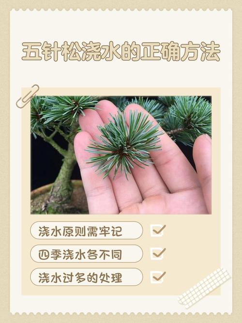 树苗栽培施肥浇水有哪些关键技术？-图2