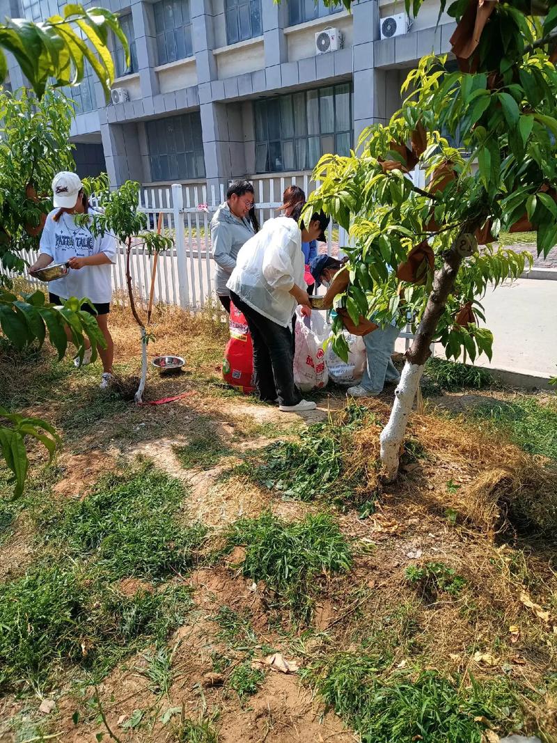 树苗栽培施肥浇水有哪些关键技术？-图3