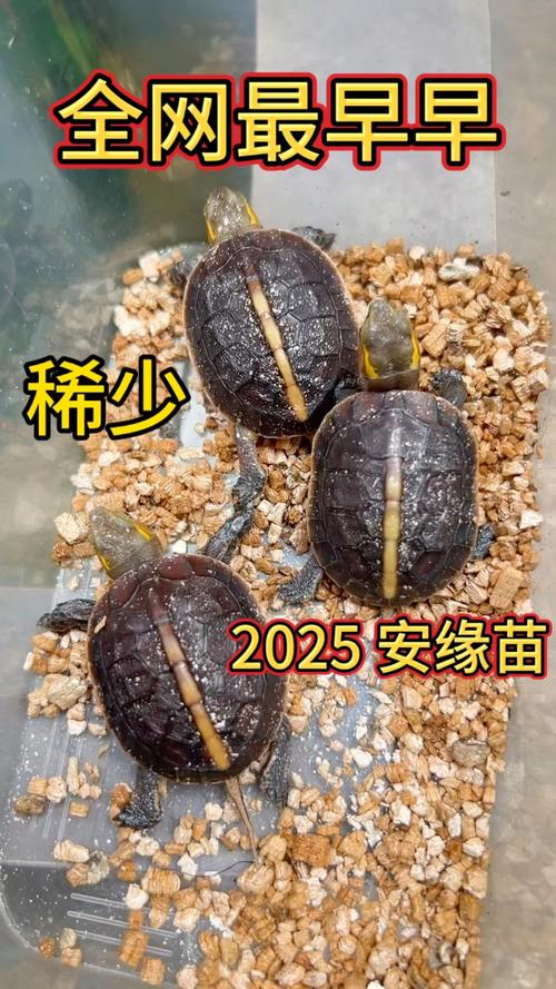 2025年安缘龟苗价格会涨还是跌？-图1