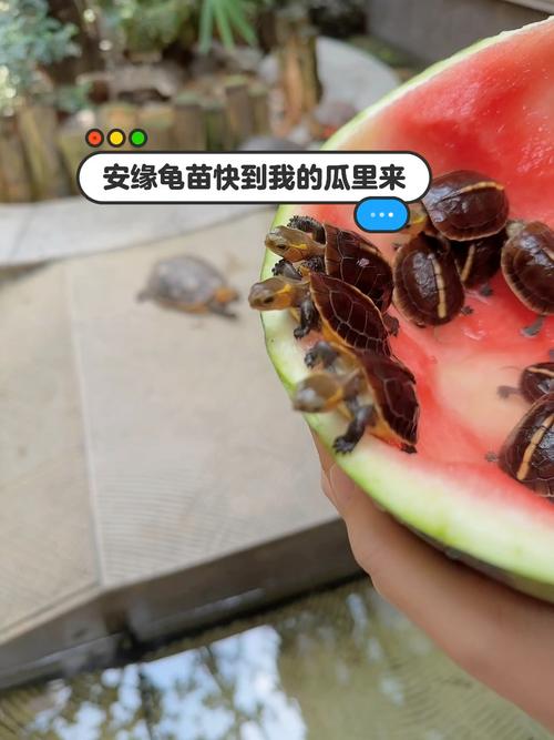 2025年安缘龟苗价格会涨还是跌？-图3