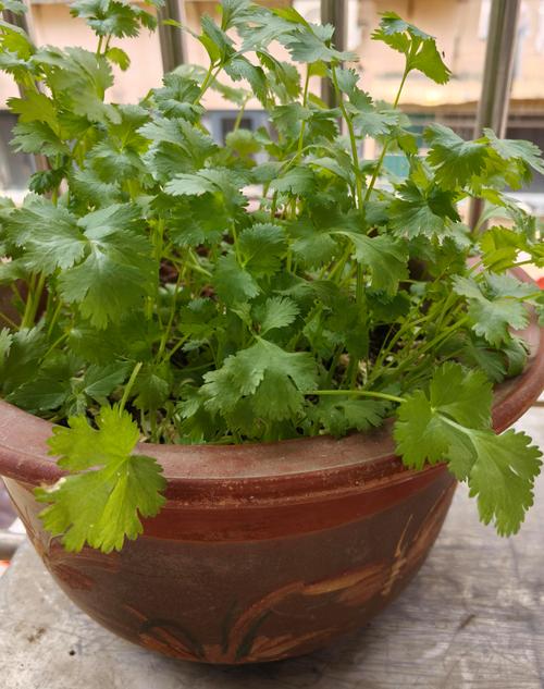 夏季种植香菜什么品种-图1 夏季种植香菜什么品种-图1