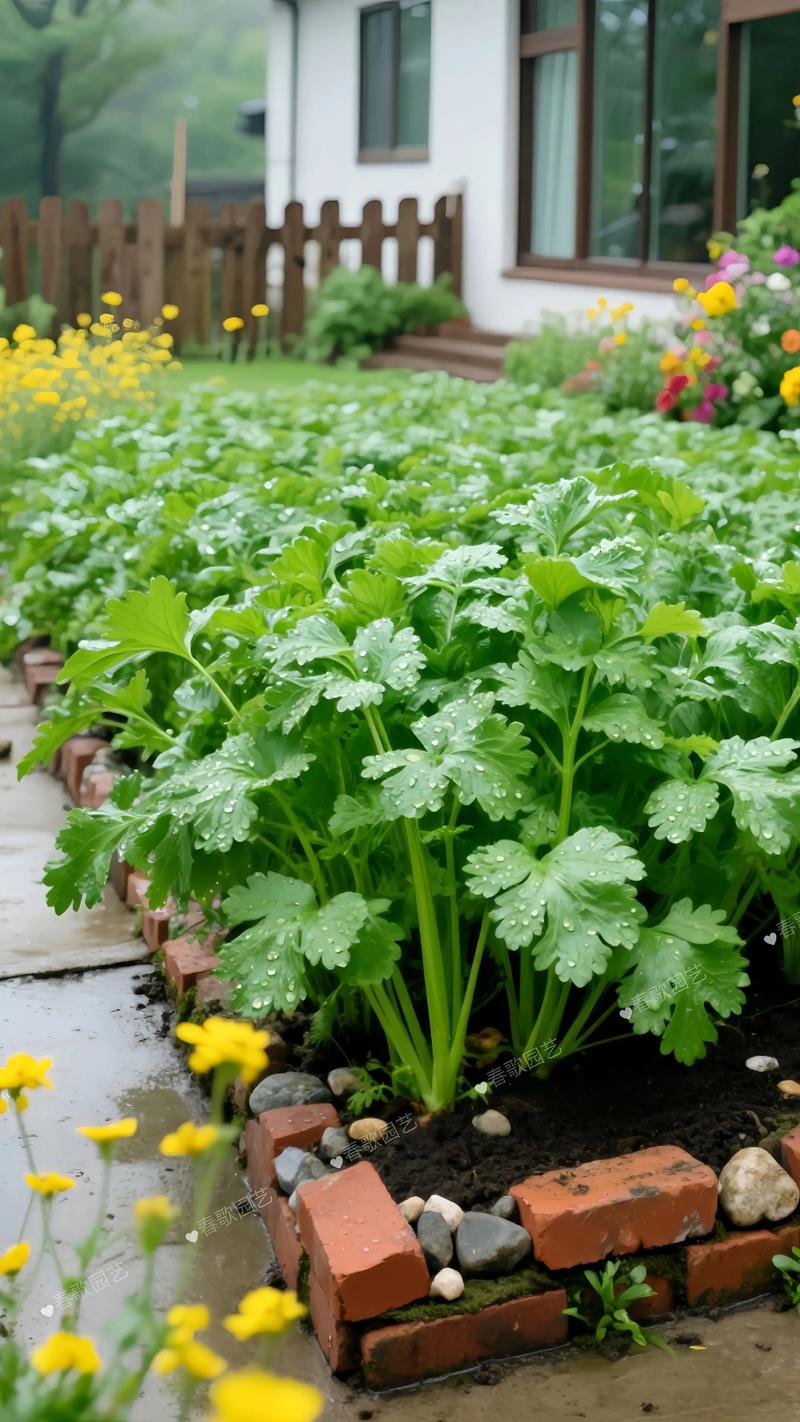 夏季种植香菜什么品种-图2 夏季种植香菜什么品种-图2