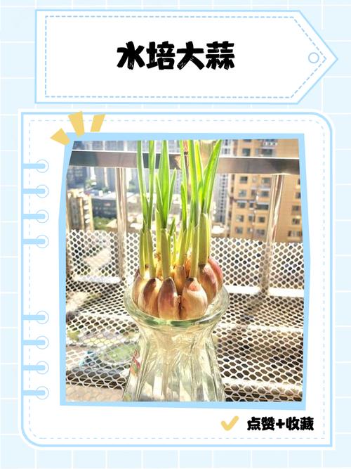 大蒜种植技术视频怎么播放？-图3