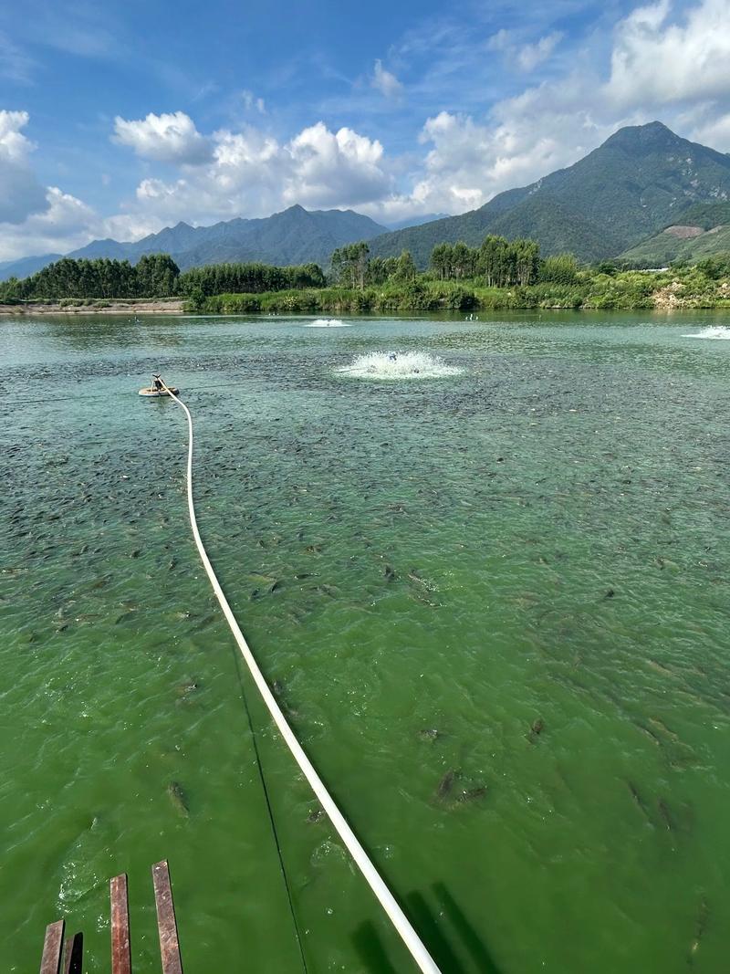 草鱼消毒技术要点有哪些？-图3