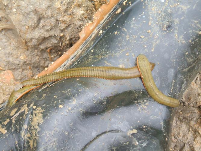 2025野生水蛭价格-图2