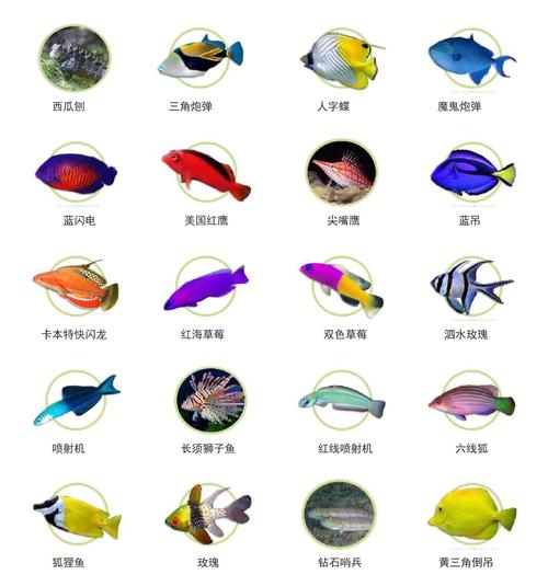 海水养殖鱼类品种照片有哪些常见种类？-图1