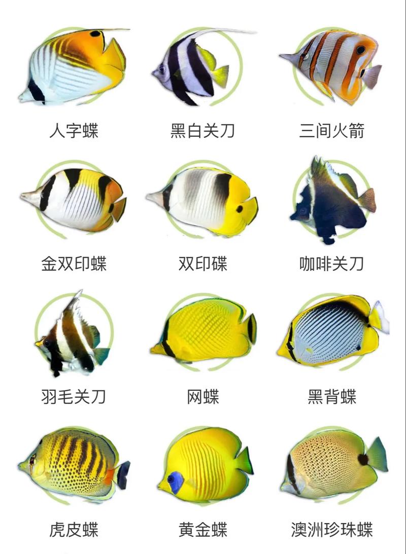 海水养殖鱼类品种照片有哪些常见种类？-图2