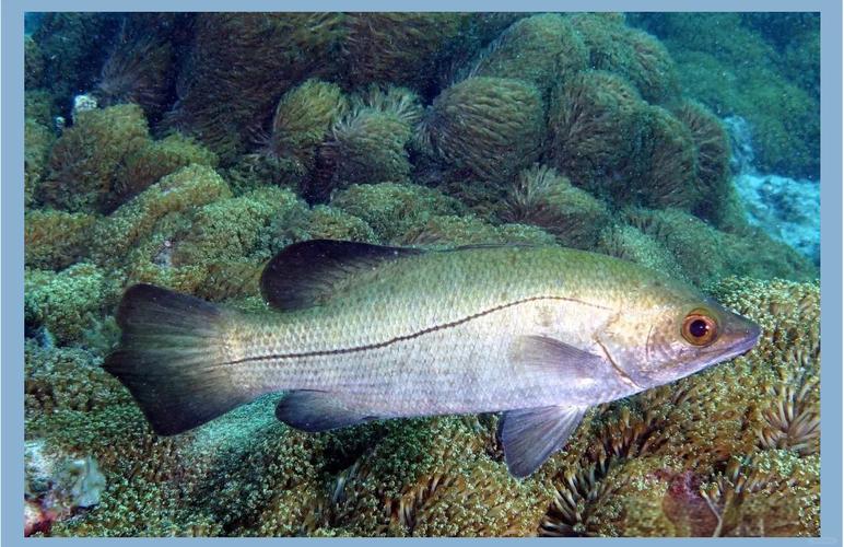 海水养殖鱼类品种照片有哪些常见种类？-图3