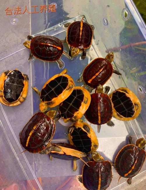 湖北乌龟品种有哪些？-图1