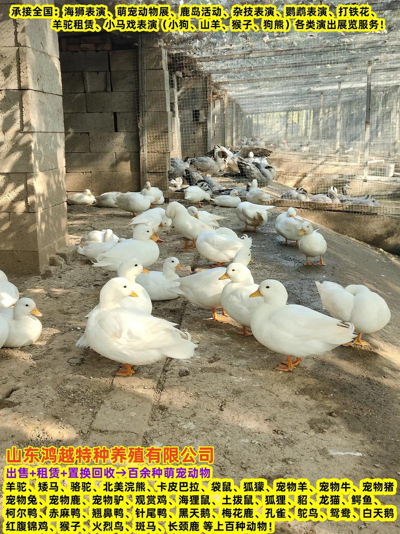 山东哪里可以养殖技术-图1 山东哪里可以养殖技术-图1