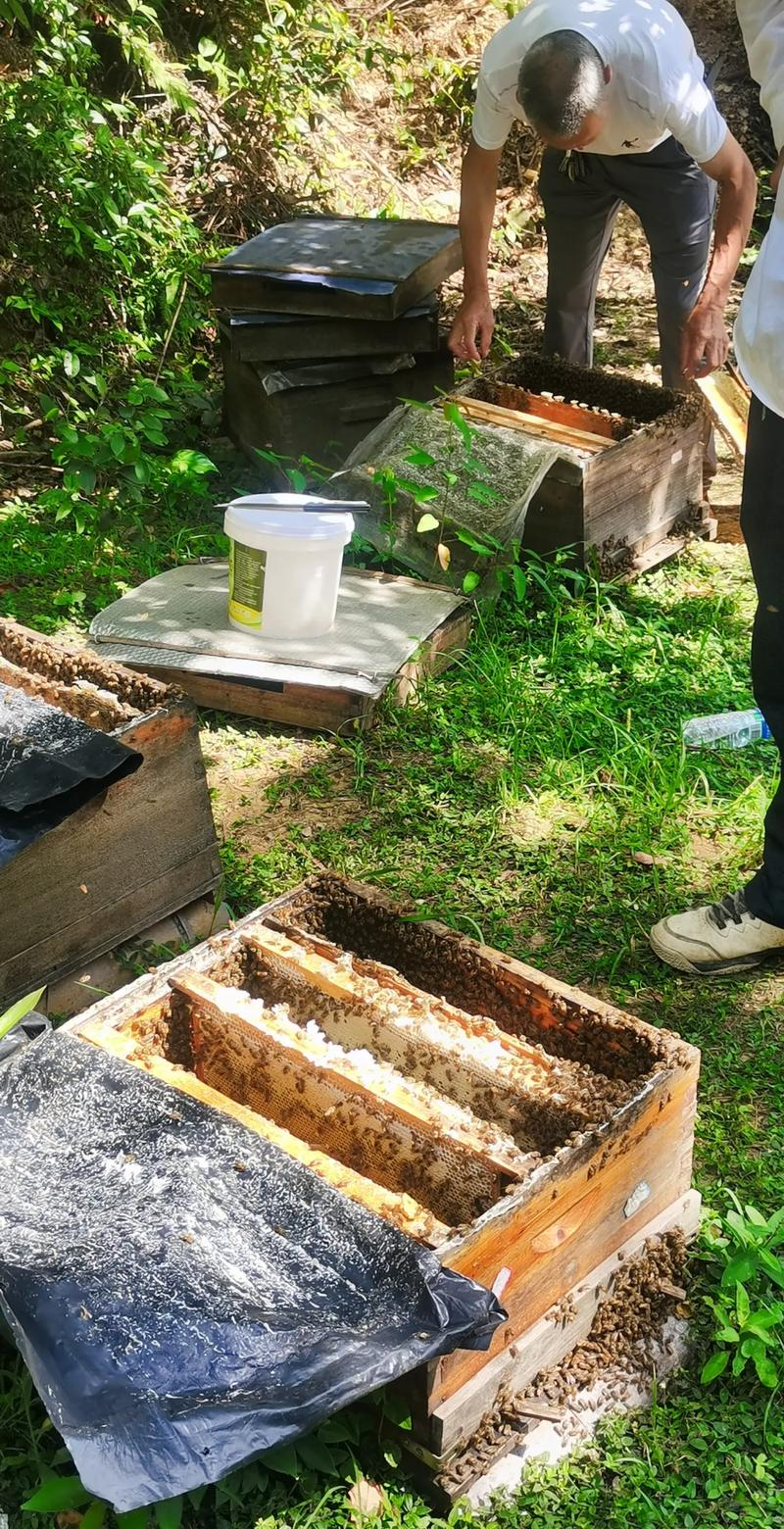 中国蜜蜂养殖技术视频有哪些要点?-图1 中国蜜蜂养殖技术视频有哪些要点?-图1