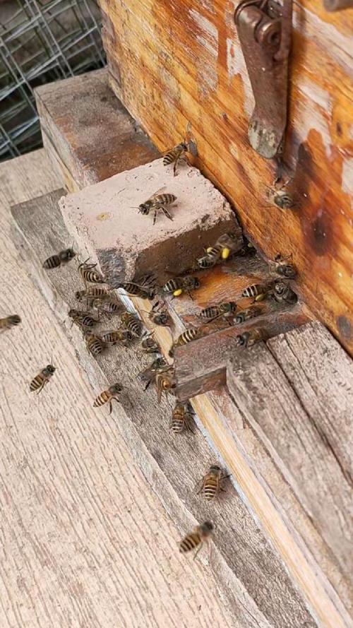 中国蜜蜂养殖技术视频有哪些要点?-图2 中国蜜蜂养殖技术视频有哪些要点?-图2